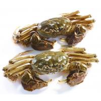 夏季高溫季節(jié)河蟹養(yǎng)殖主要病害及防治措施